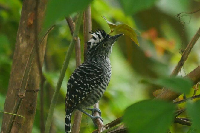3-hour-private-birdwatching-experience-in-uvita-ojochal