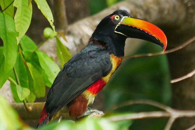 3-hour-private-birdwatching-experience-in-uvita-ojochal