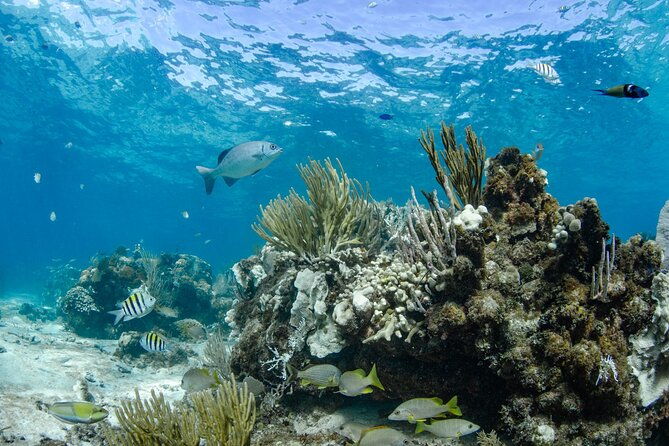 3-hour-private-charter-on-stingray-city-with-snorkeling