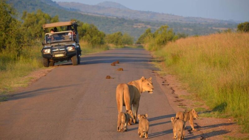 3-Hour Private Game Drive in Pilanesberg National Park - How the Tour is Structured