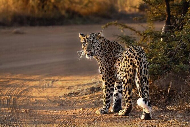3-Hour Private Game Drive in Pilanesberg National Park - What to Expect from the Itinerary