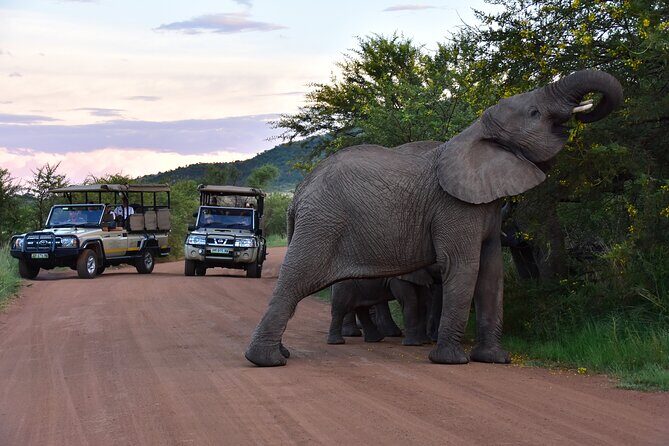 3-Hour Private Game Drive of Pilanesberg National Park - An In-Depth Look at the Experience