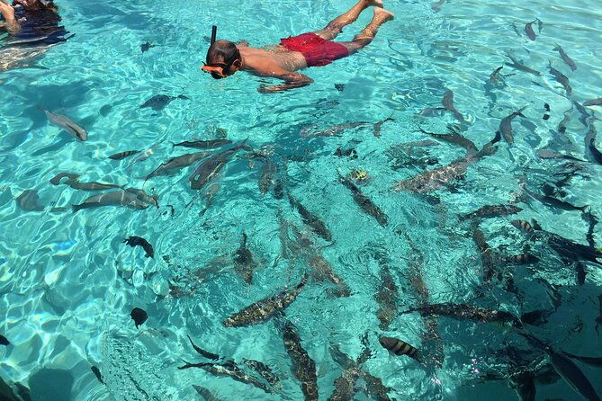 3-hour-private-snorkeling-in-marathon-florida