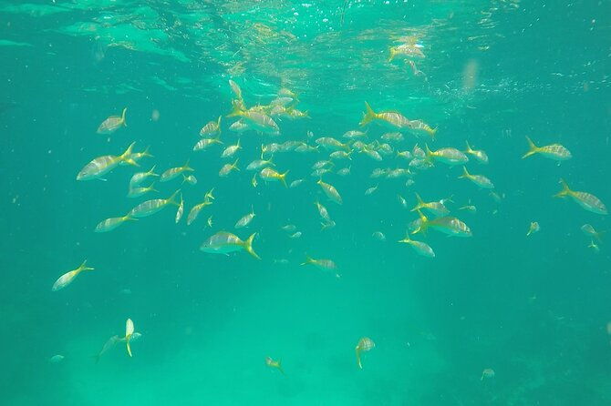 3-hour-private-snorkeling-in-marathon-florida