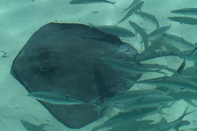 3-hour-private-snorkeling-in-marathon-florida