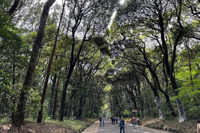 3-hour-private-tokyo-meiji-jingu-shrine-wellness-tour