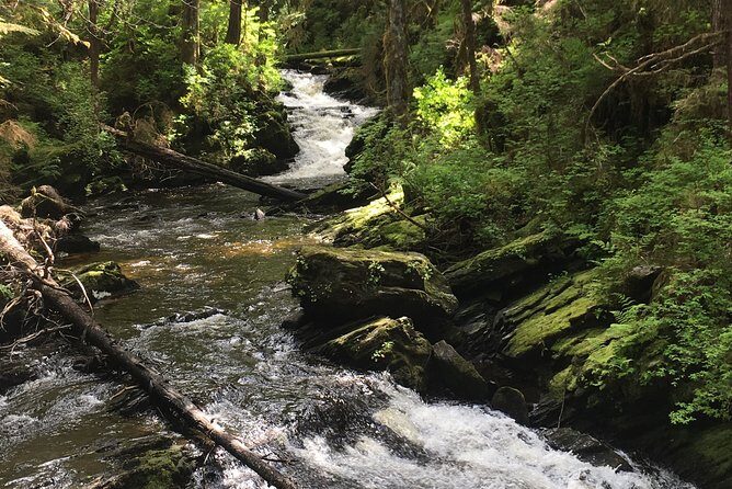 3 Hour Rainforest Walk & Totem Park Wild Wolf Tours - FAQs