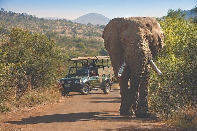 3-Hour Safari Tour in Pilanesberg National Park - Who Will Love This Safari?