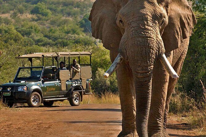 3-Hour Safari Tour in Pilanesberg National Park - Frequently Asked Questions