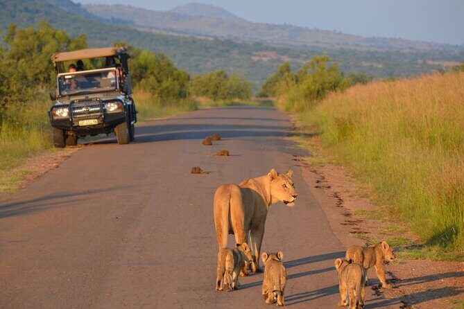 3-Hour Scheduled Safari Game Drive in Pilanesberg National Park - Key Points