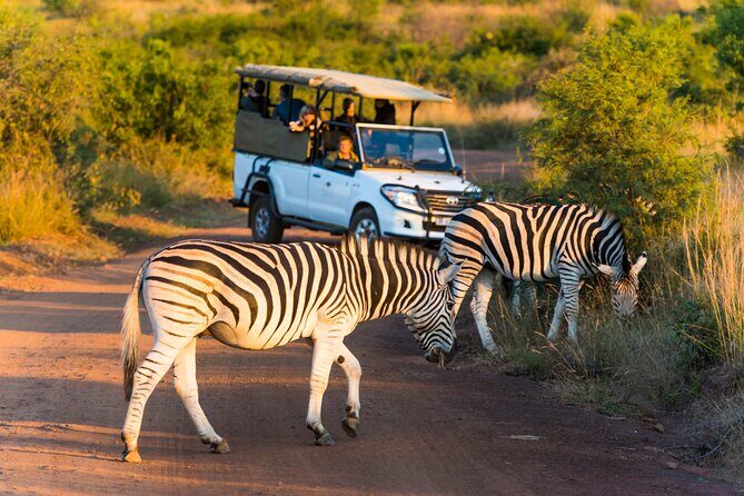 3-Hour Scheduled Safari Game Drive in Pilanesberg National Park - Value for Money and Practical Considerations