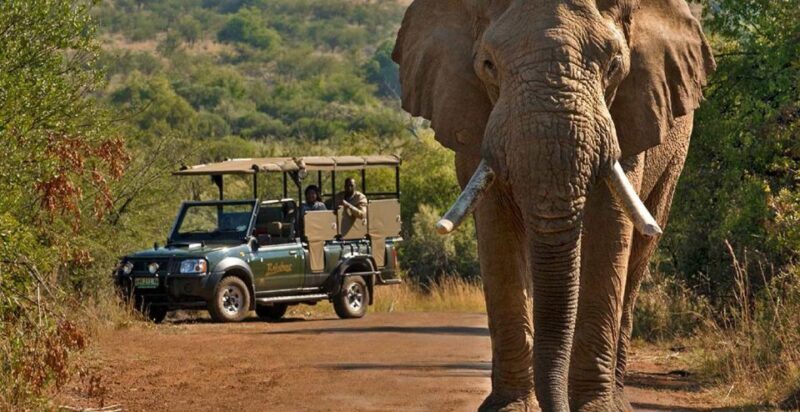 3-Hour Shared Game Drive in Pilanesberg National Park - Why This Safari Stands Out