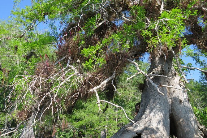 3-hour-small-group-lake-norris-kayak-activity