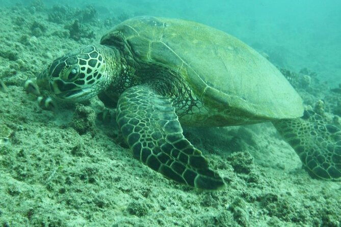 3-hour-small-group-maalaea-luxury-snorkel-cruise-tour-2
