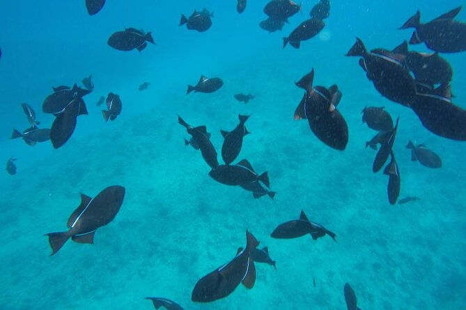 3-hour-small-group-maalaea-luxury-snorkel-cruise-tour