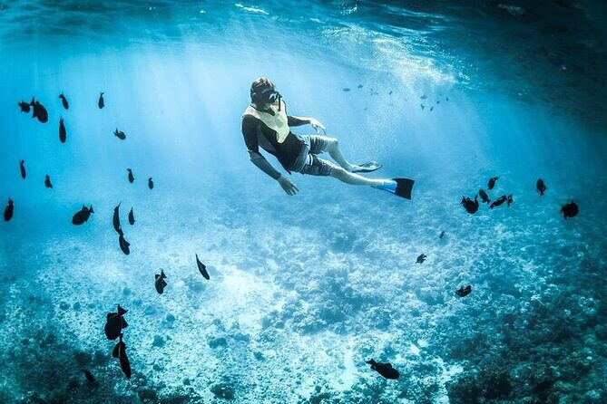 3 Hour Snorkeling and Dolphin Watching Experience in Muscat - Final Thoughts: Is It Worth It?