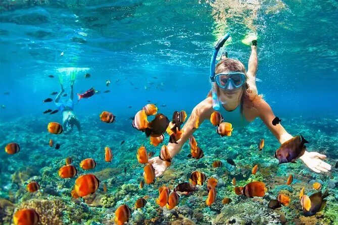 3 Hour Snorkeling and Dolphin Watching Experience in Muscat - Frequently Asked Questions