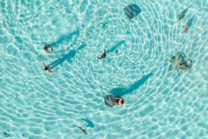 3-Hour Snorkeling Tour - Discover Moorea’s Lagoon on a 3-Hour Snorkeling Adventure