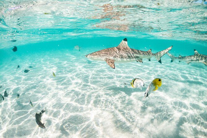 3-Hour Snorkeling Tour - First Stop: Tiahura and Shark & Ray Encounter  