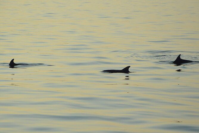 3-hour-sunset-dolphin-spotting-and-dinner-in-medulin-archipelago