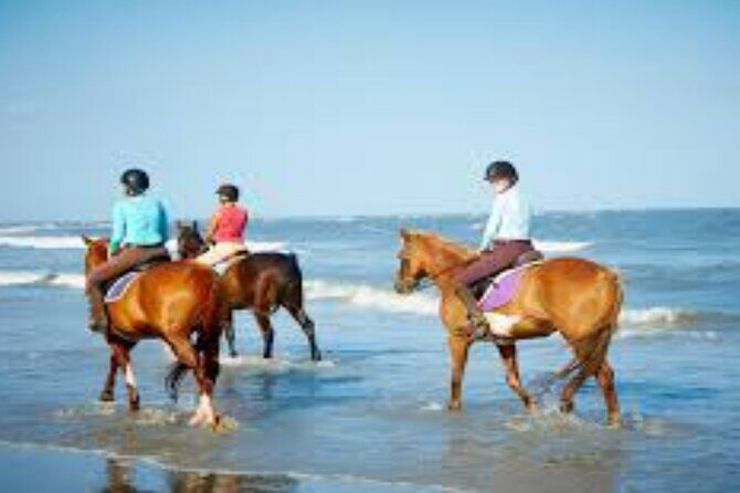 3-Hour Swim with Horses and Romantic Dinner from Hurghada hotels - The Experience: What to Expect