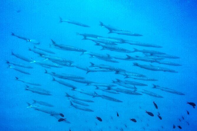 3-Hour Try Scuba Private Guided Sea Baptism from Palermo - What to Expect: From Meeting Point to Underwater Adventure