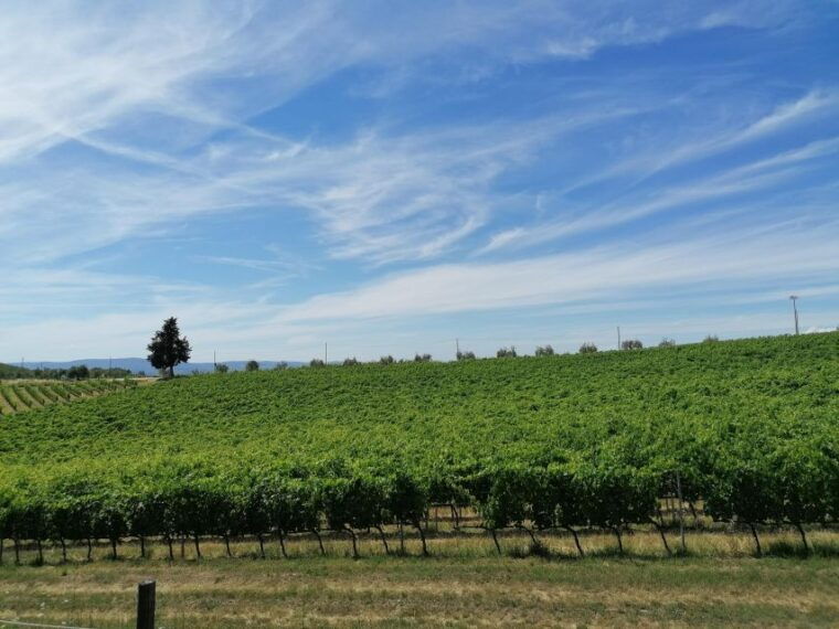 3-hour-vintage-fiat-500-chianti-classico-private-wine-tour-2