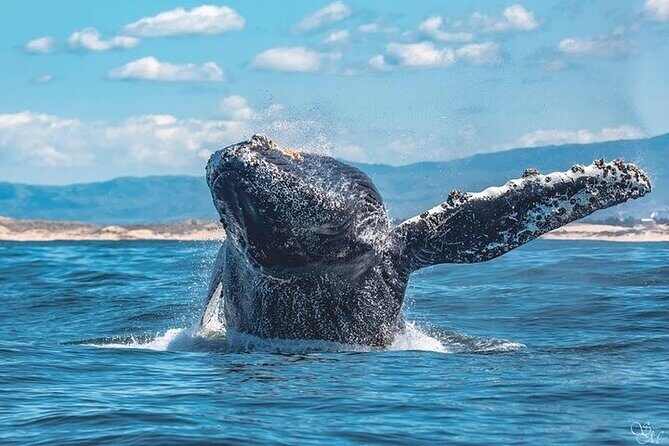 3-Hour Whale Watching Tour from Monterey - The Sum Up: Why This Whale Watching Tour Stands Out