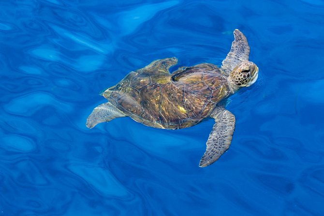 3-hours-all-inclusive-whale-and-dolphin-whatching-yacht-trip