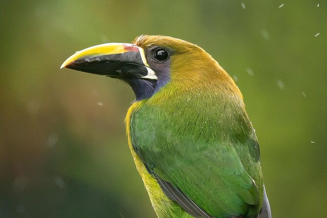 3-hours-bird-watching-guided-experience-in-bajo-cebadilla