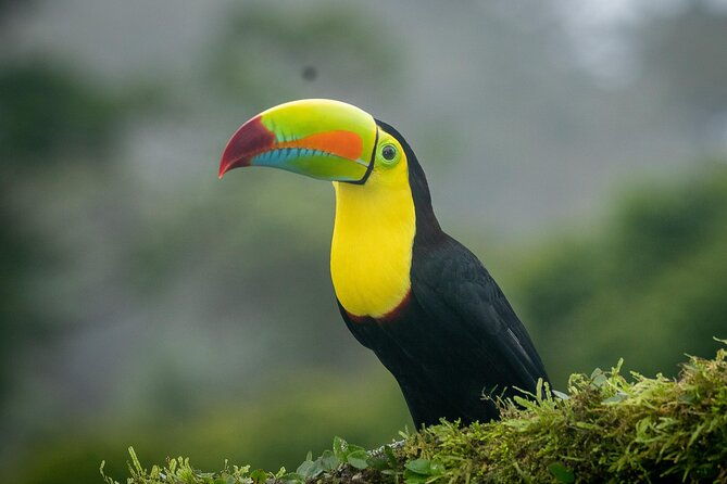 3-hours-bird-watching-guided-experience-in-bajo-cebadilla