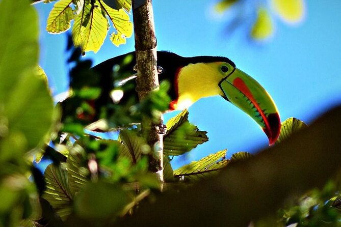 3-hours-bird-watching-guided-experience-in-bajo-cebadilla