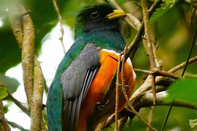 3-hours-bird-watching-guided-experience-in-bajo-cebadilla