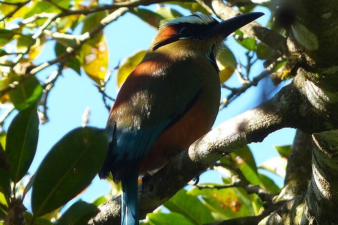 3-hours-bird-watching-guided-experience-in-bajo-cebadilla