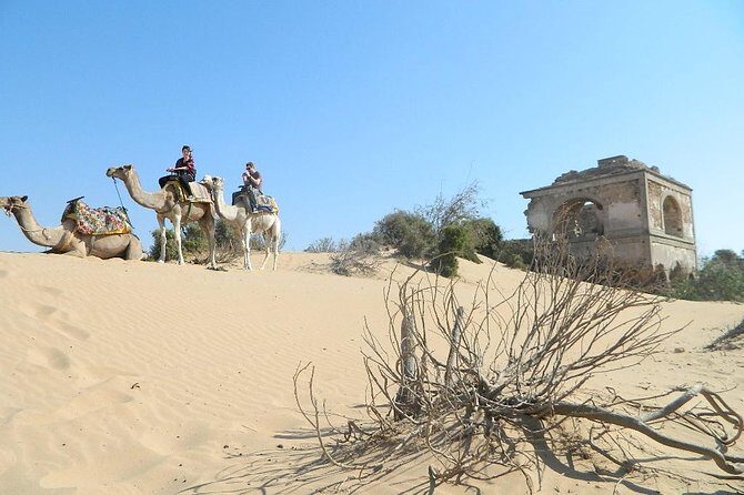 3 hours Camel Ride in Essaouira, beach and dunes - Discovering Essaouira on Camelback