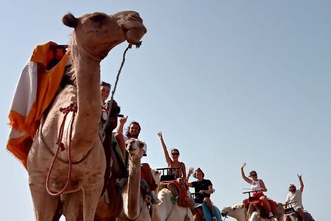 3 hours Camel Ride in Essaouira, beach and dunes - Authenticity and Local Flavor