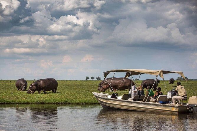 3 Hours Chobe River Boat Cruise - Introduction