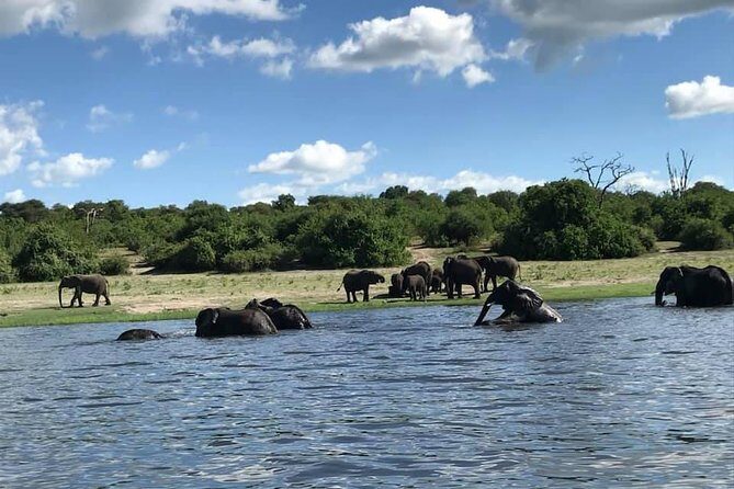 3 Hours Chobe River Boat Cruise - Key Points
