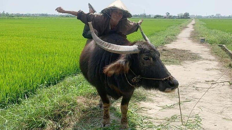 3-hours-hoi-an-countryside-bicycle-tour