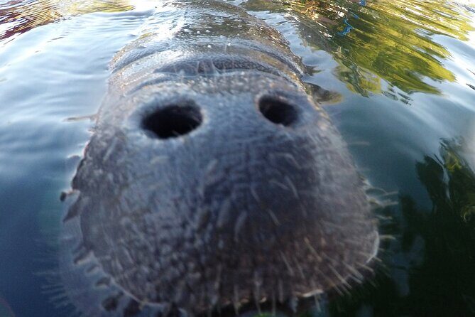 3 hours Manatee Swim Tour in Florida - The Experience in Detail
