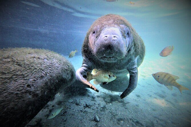 3 hours Manatee Swim Tour in Florida - FAQs