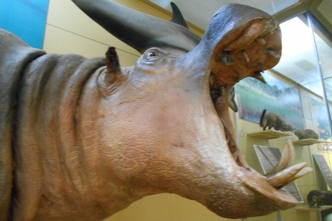 3 Hours Nairobi National Museum - A Closer Look at What You Can Expect