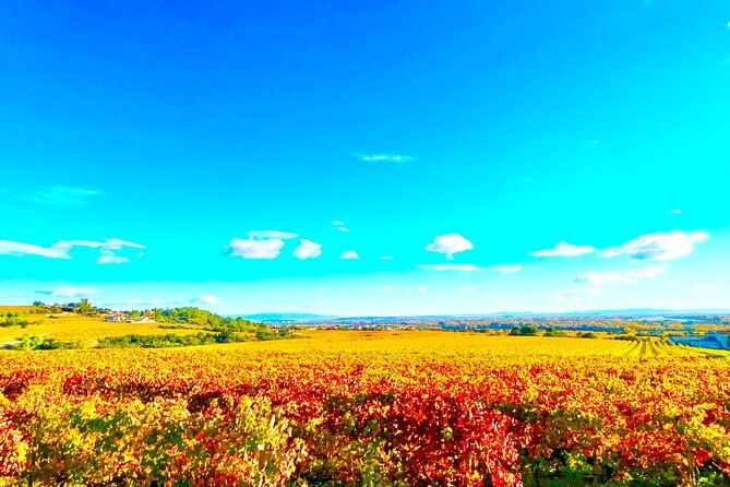 3-hours-of-tour-in-the-wines-of-chateauneuf-du-pape