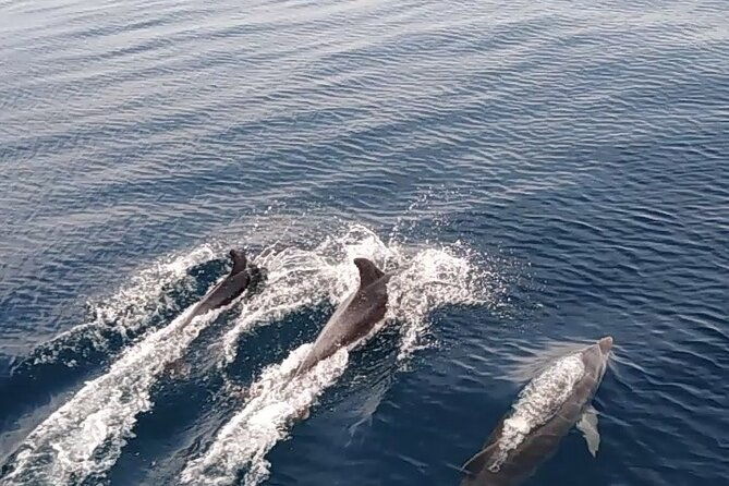 3-hours-sunset-and-dolphin-tour-from-medulin-with-sandra-boat
