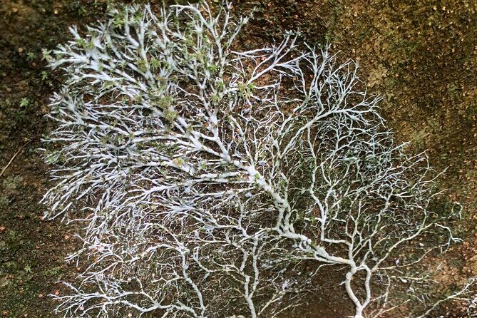 3-hours-uvita-bird-watching-oro-verde