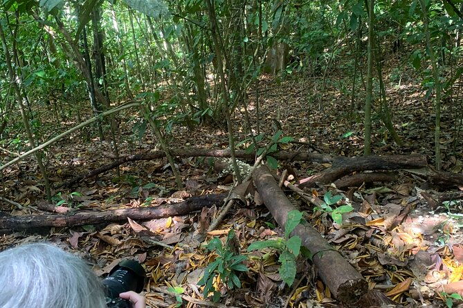 3-hours-uvita-bird-watching-oro-verde