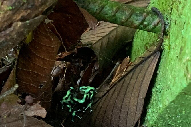 3-hours-uvita-bird-watching-oro-verde