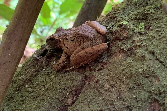 3-hours-uvita-bird-watching-oro-verde