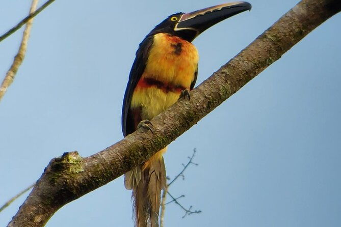 3-hours-uvita-bird-watching-oro-verde