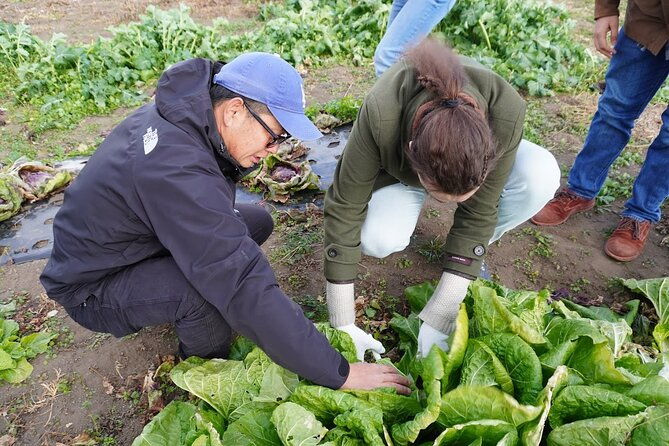 3-hours-vegetables-harvest-activity-nearby-tokyo